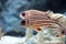 Redcoat Squirrelfish.