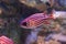 Redcoat squirrelfish