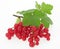 Redcurrant