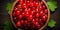 Redcurrant banner. Bowl full of redcurrant. Close-up food photography background