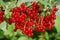 Redcurrant berries