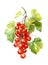 Redcurrant berries on white background.