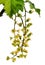 Redcurrant flowers (Ribes rubrum)