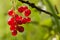 Redcurrant fruit on the bush. Harvest of ripe fluffy redcurrant.