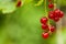 Redcurrant fruit on the bush. Harvest of ripe fluffy redcurrant.