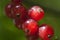 Redcurrant fruits