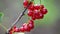 Redcurrant, Red Currant, Ribes Rubrum