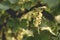 Redcurrant - Ribes rubrum