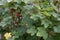 Redcurrant, Ribes rubrum `Jonkheer van Tets` in July in the garden. Germany