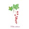 Redcurrant watercolor horizontal on white background stoock wector illustration