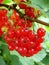 Redcurrants