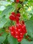 Redcurrants