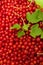 Redcurrants on black slate food photo