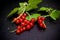 Redcurrants on black slate food photo