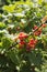 Redcurrants on the bush branch in the garden.