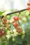 Redcurrants on the bush branch in the garden.