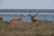 Redd Deer on the darss, mecklenburg  pomerania, Germany