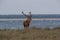 Redd Deer on the darss, mecklenburg  pomerania, Germany