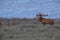 Redd Deer on the darss, mecklenburg  pomerania, Germany