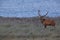 Redd Deer on the darss, mecklenburg  pomerania, Germany