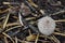 Reddening Lepiota Light Brown Fungus near Dead One