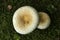 Reddening lepiota mushroom at Mud Pond in Sunapee, New Hampshire