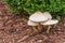 Reddening Lepiota - Mushrooms