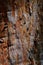 Reddish bark wood texture of giant sequoia sequoiadendron giganteum