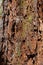 Reddish bark wood texture of giant sequoia sequoiadendron giganteum