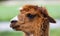 Reddish brown alpaca head in front of green background, the animal seems to be afraid because its ears are pointing down, in the