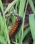 Reddish-brown and black Salt Marsh Caterpillar