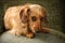 A reddish brown dachshund looks up with deep brown soulful eyes