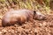 Reddish Brown Female Tapir