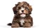 a reddish brown havanese puppy on white background