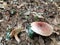 Reddish Brown Rufous Milkcap Mushrooms