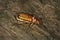 Reddish brown scarab beetle on wood in New Hampshire.