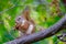 Reddish brown and white squirrel sitting on a tree limb eating leafy food