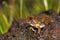 Reddish Burrowing Frog, Zakerana rufescens , Chorla Ghat, Maharashtra, India