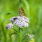 The reddish Checkered butterfly ( Melitaea aurelia ) flower