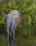 Reddish Egret