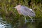 Reddish Egret