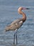 Reddish Egret