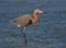 Reddish Egret