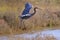 Reddish Egret