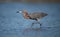 Reddish Egret on the Beach