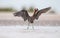 Reddish Egret on the Beach