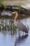 Reddish egret in breeding colors