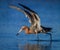 Reddish egret in breeding plumage fishing in pond in Florida