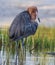 Reddish egret with bright red head of breeding colors