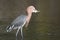 Reddish Egret - Catch of the Day